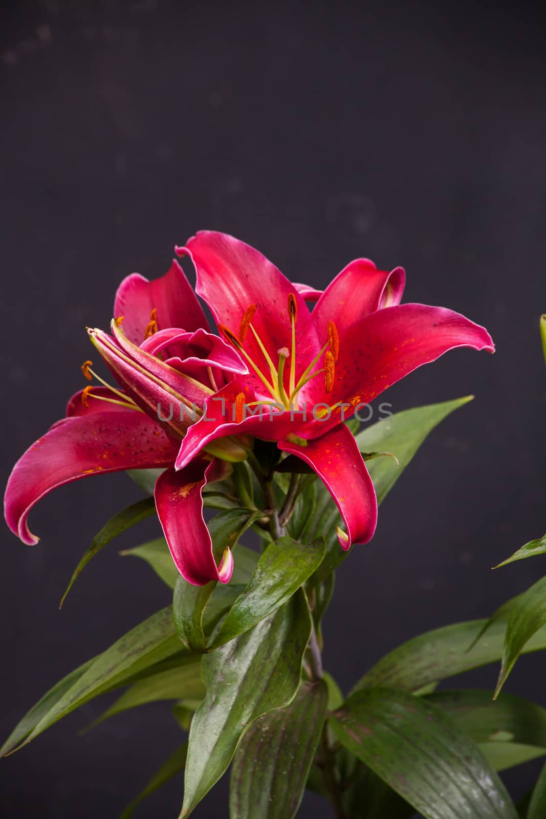 Red Oriental Lily 3 by kobus_peche
