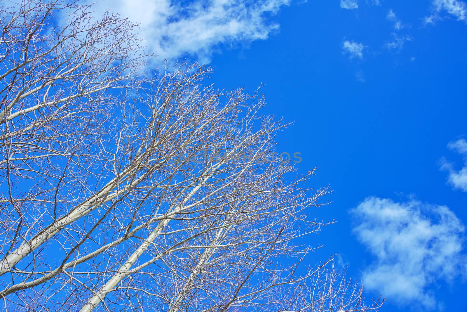 The tops of aspen trees, in the rays of the spring sun, without leaves against a blue sky with transparent clouds.