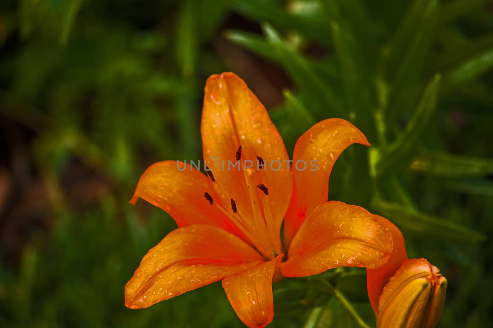 Macro image of the flower of a orange Oriental Lily.