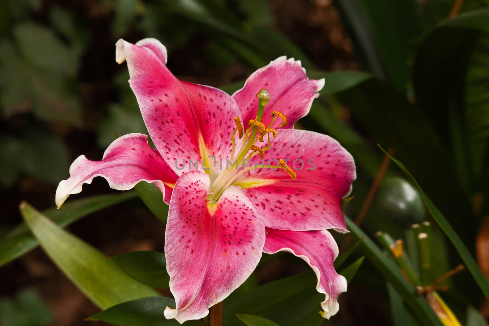 Macro image of the flower of a pink Oriental Lily.