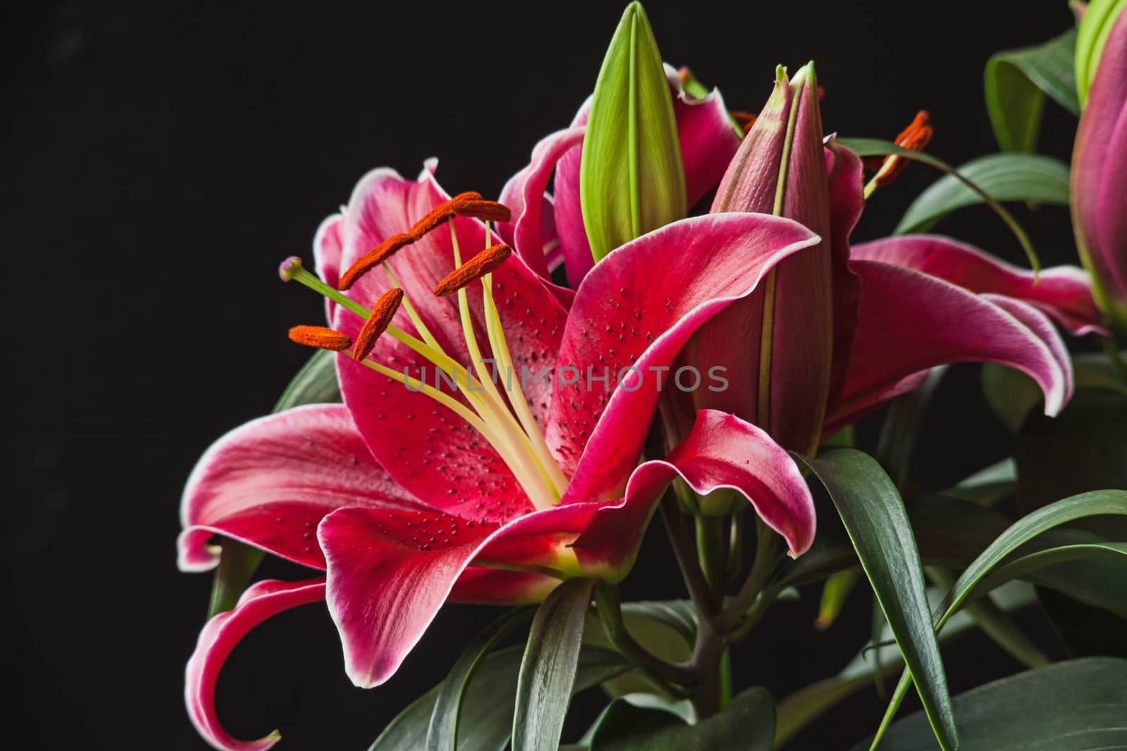 Macro image of a red Oriental Lily in flower.