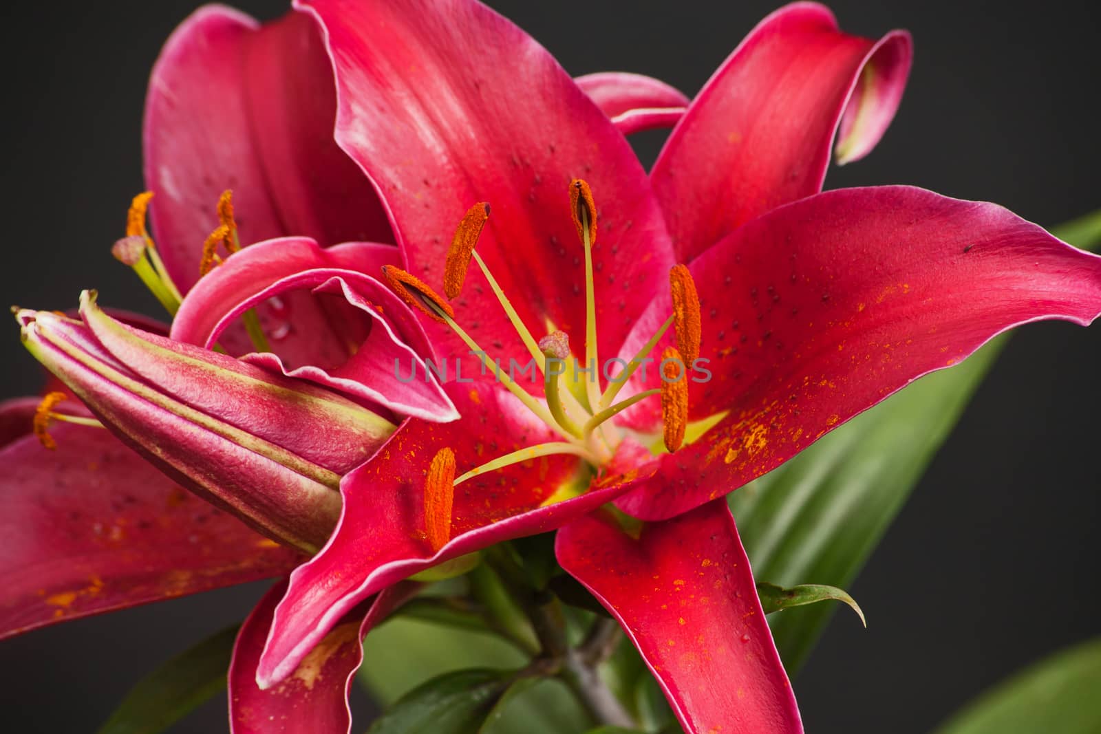 Macro image of a red Oriental Lily in flower.