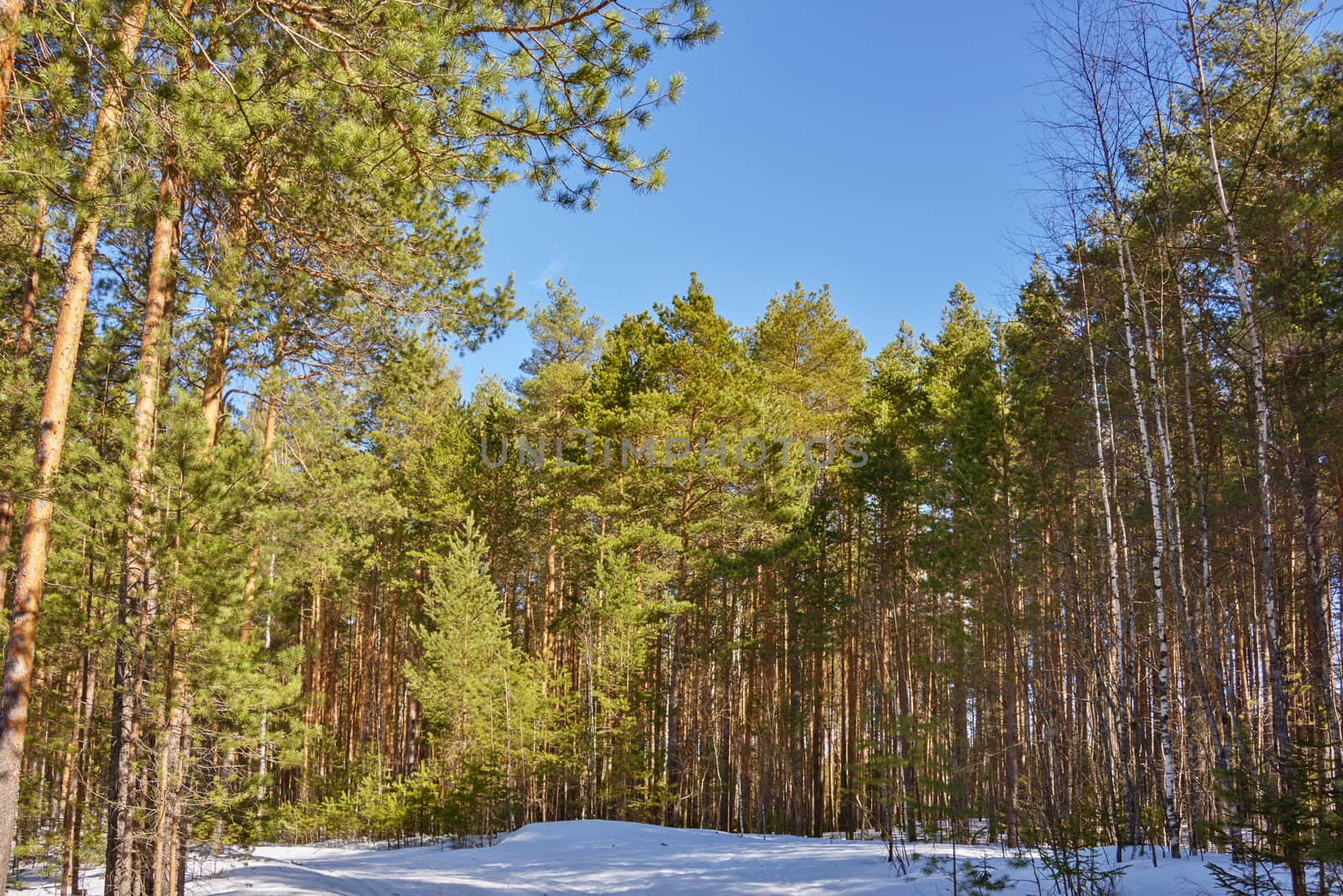 Pine trees on a snowy road in the forest lit by the bright sun under a blue sky in spring.