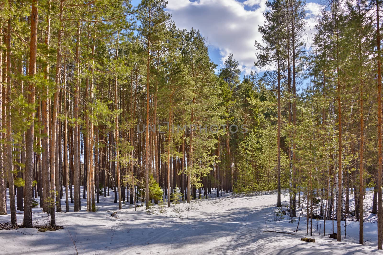 Pine trees on a snowy road in the forest lit by the bright sun under a blue sky in spring.