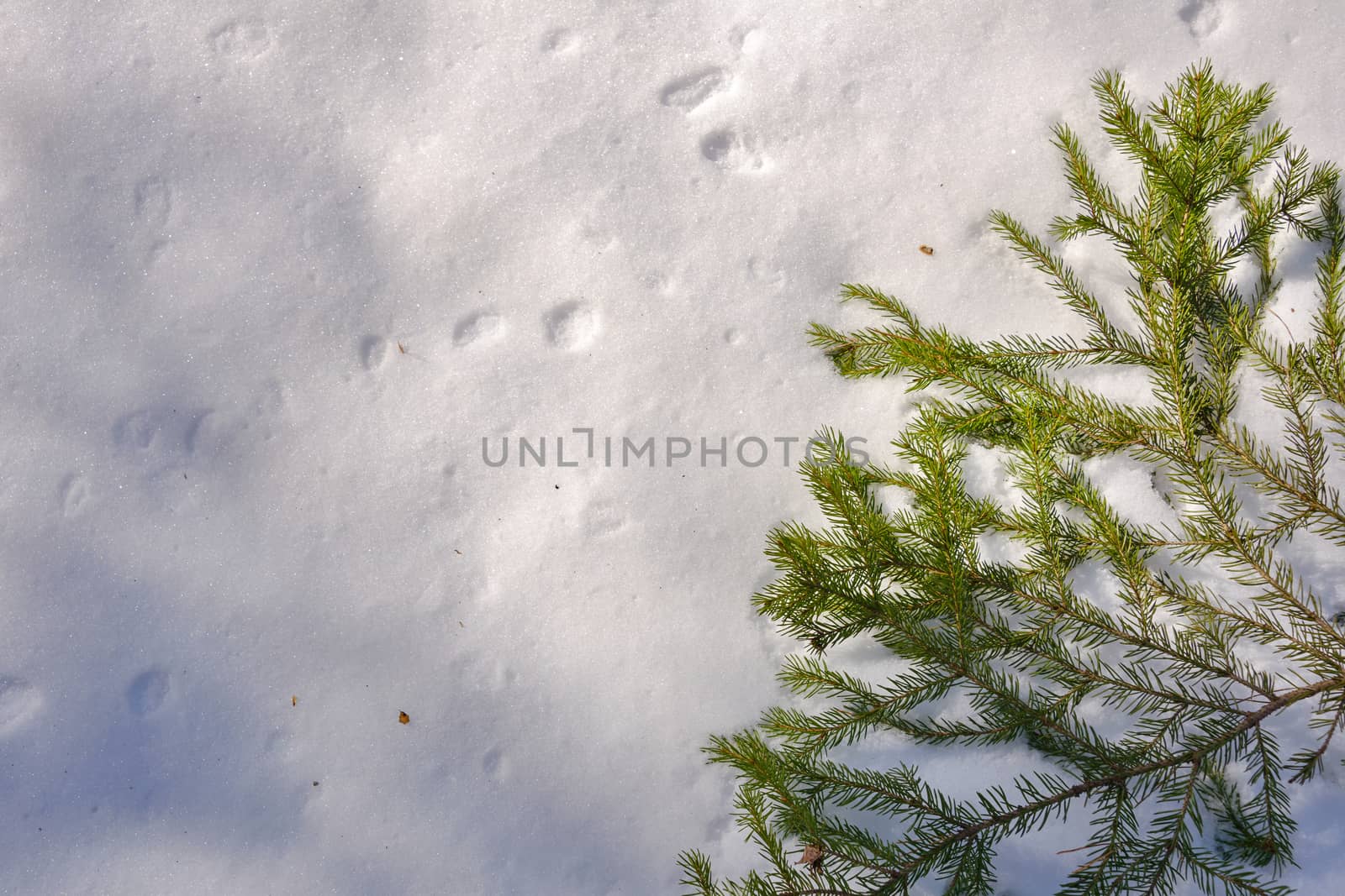 The green branch of the fir tree lies on the white spring snow in a sunny glare.