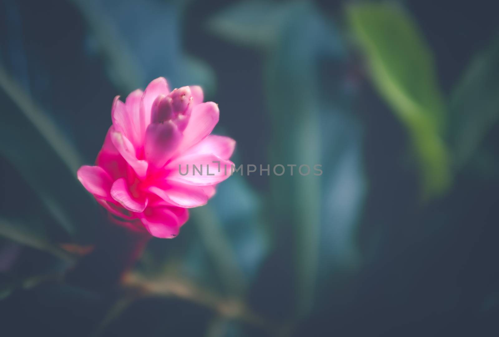 A Beautiful Pink Ginger Flower In A Jungle In Hawaii, With Shallow Focus And Copy Space