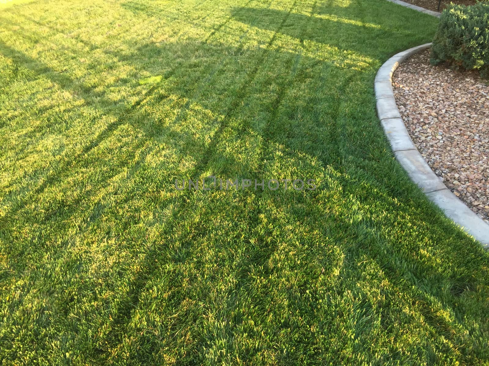 Fresh Cut Green Grass Yard on a Spring Day by Feverpitched