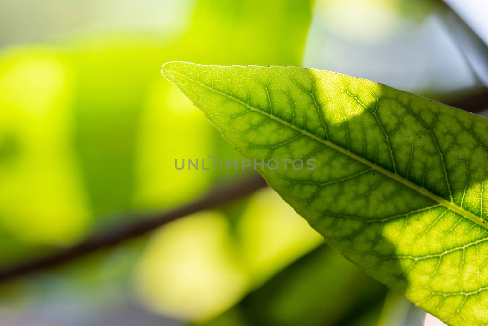 Close Up green leaf under sunlight in the garden. Natural background with copy space.