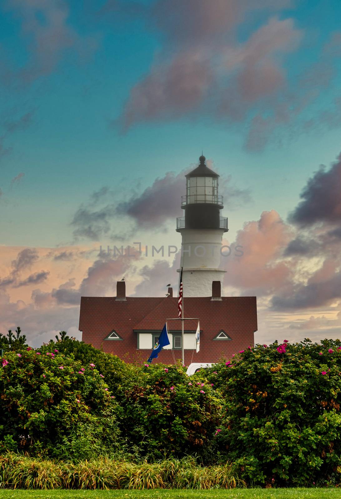 Porland Head Lighthouse Beyond Shrubs at Dusk by dbvirago
