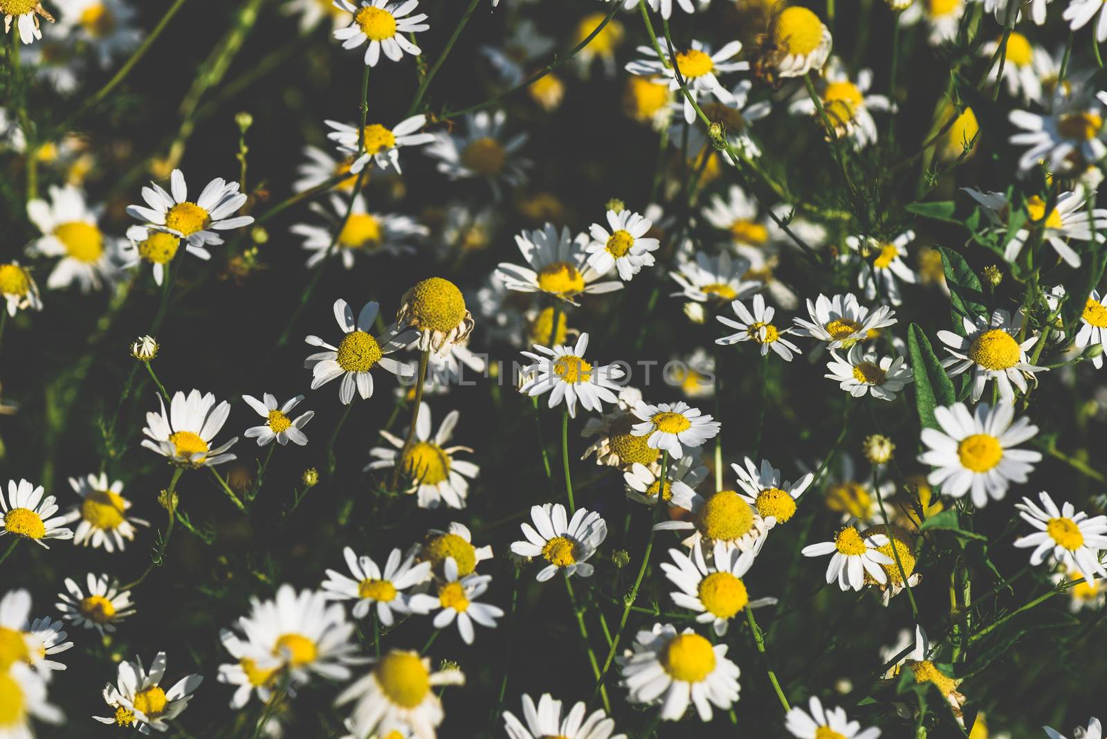 Background of wild chamomile flowers on lawn at summer day