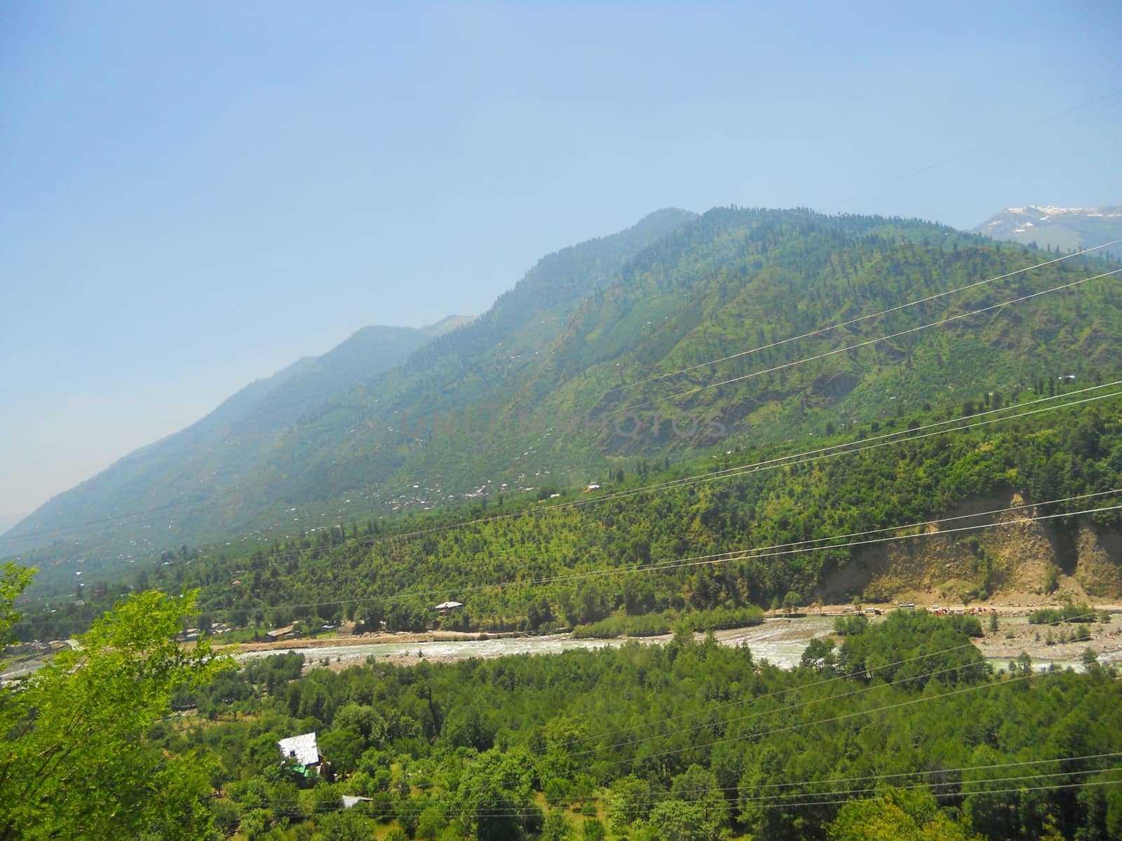 view of a green forest