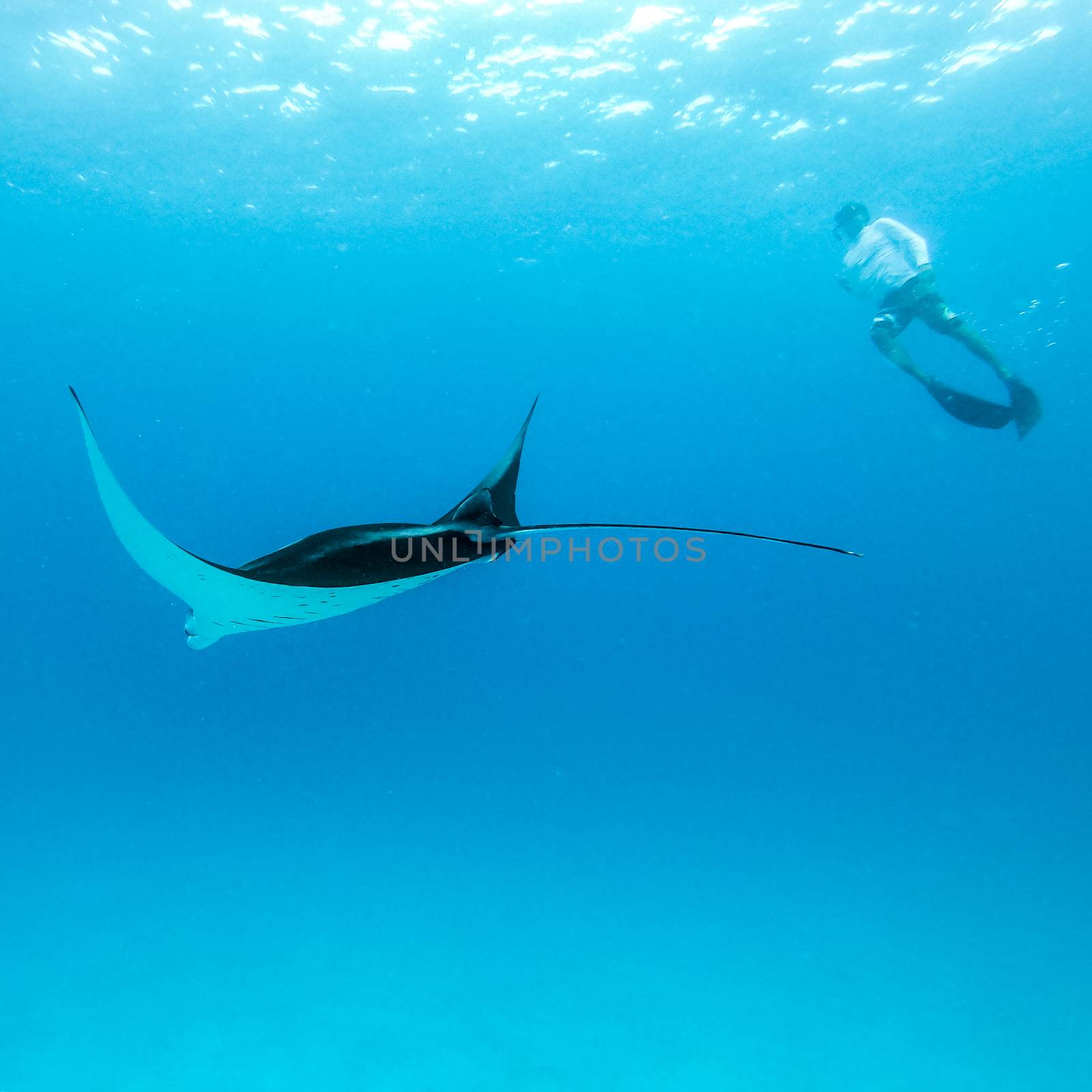 Underwater view of hovering Giant oceanic manta ray, Manta Birostris , and man free diving in blue ocean. Watching undersea world during adventure snorkeling tour on Maldives islands. by kasto