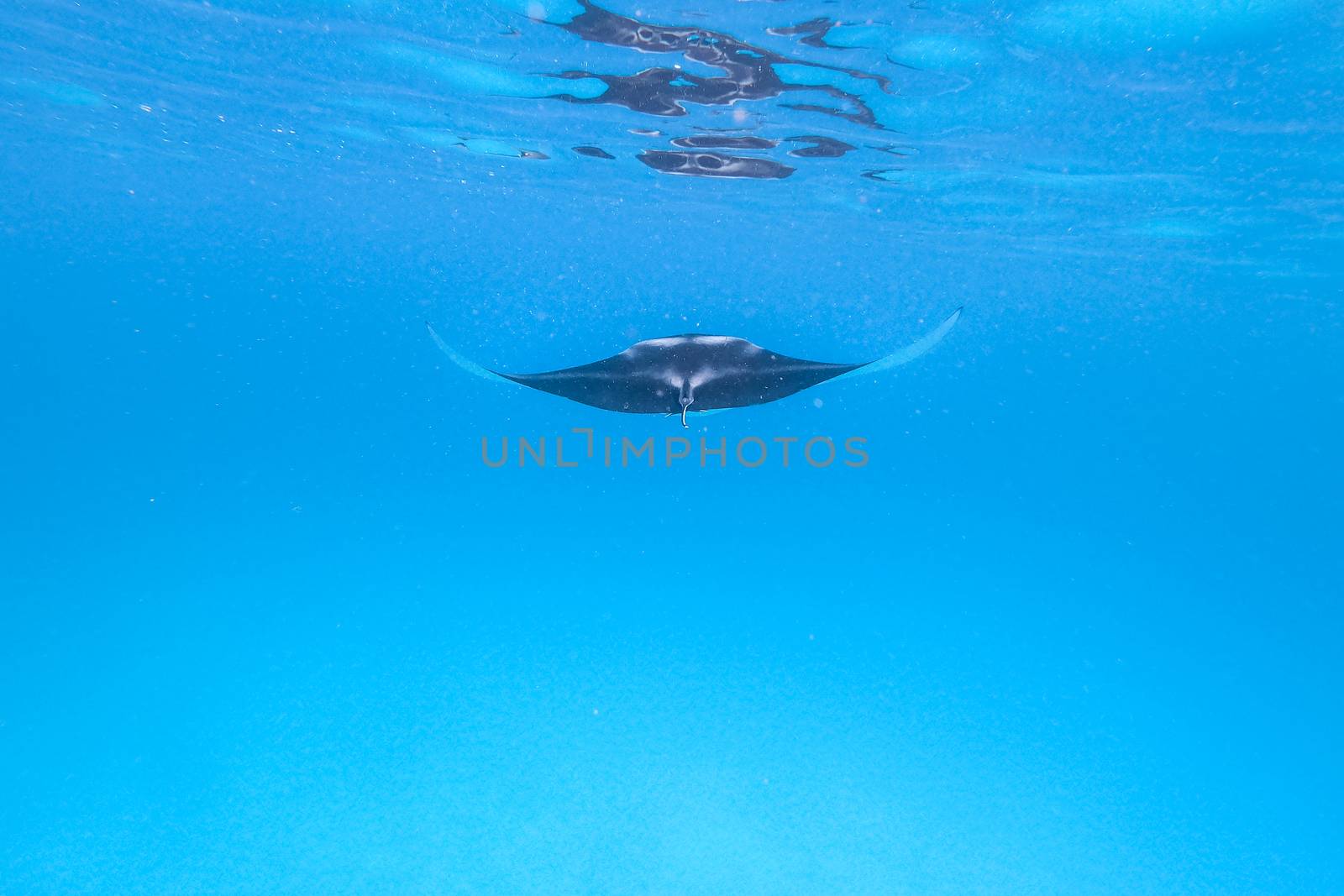 Giant oceanic manta ray, Manta Birostris ,hovering in blue ocean on Maldives islands.