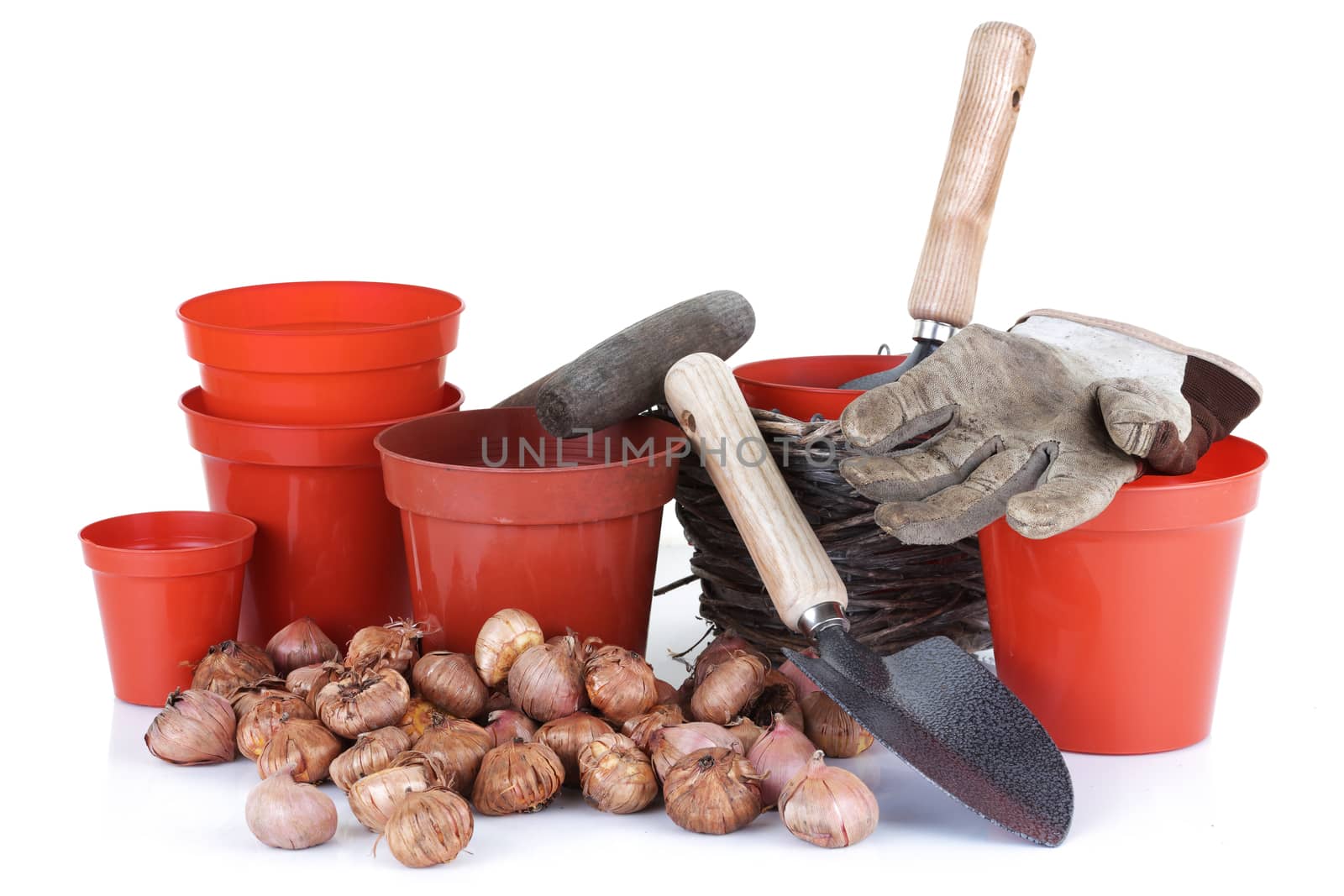 Some garden tools and spring bulbs isolated on white