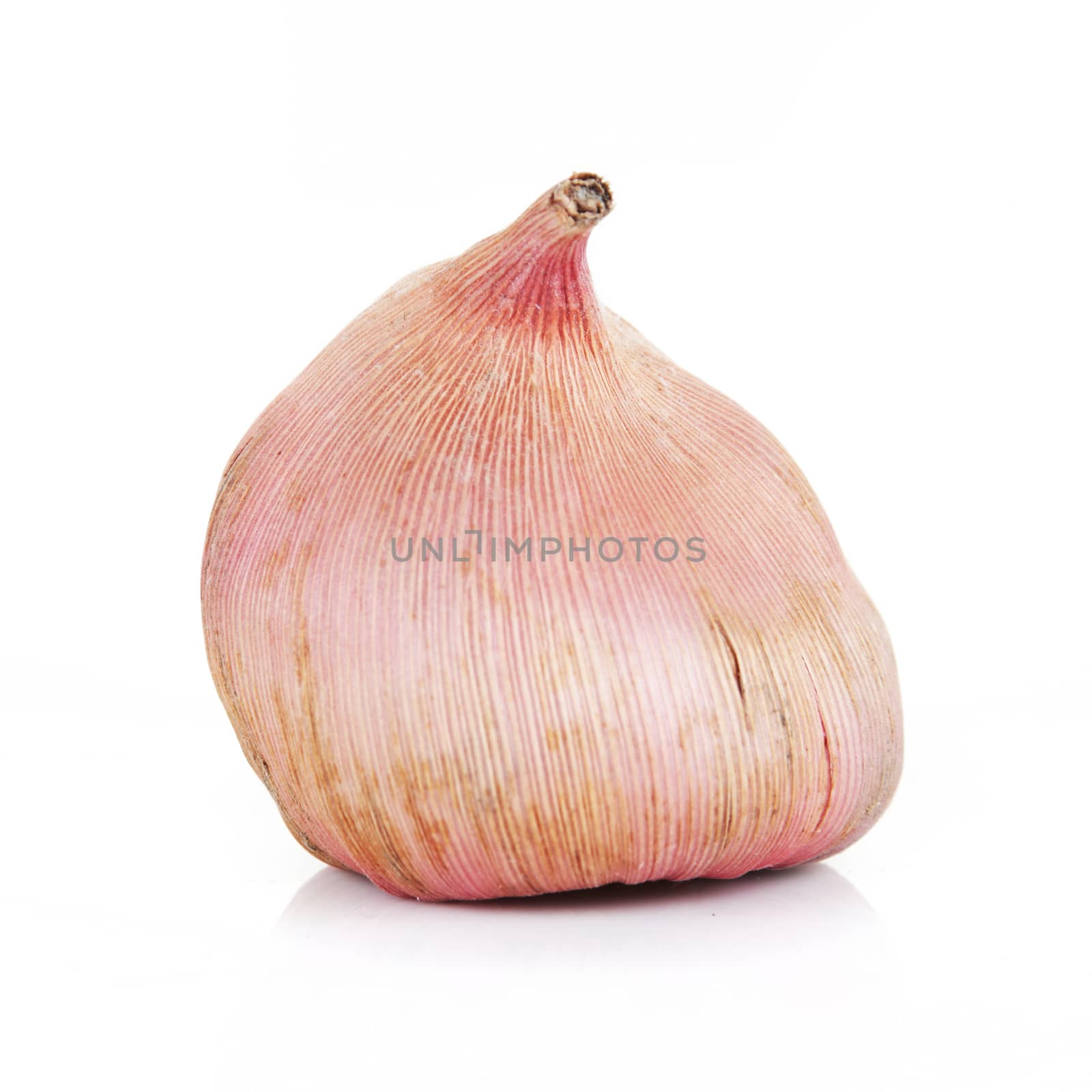 single Gladioli bulb isolated on a white background by VivacityImages
