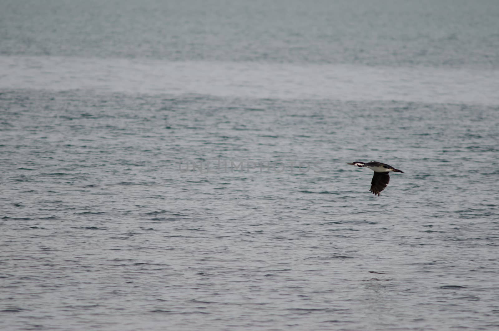 Imperial shag Leucocarbo atriceps in flight. Puerto Natales. Ultima Esperanza Province. Magallanes and Chilean Antarctic Region. Chile.