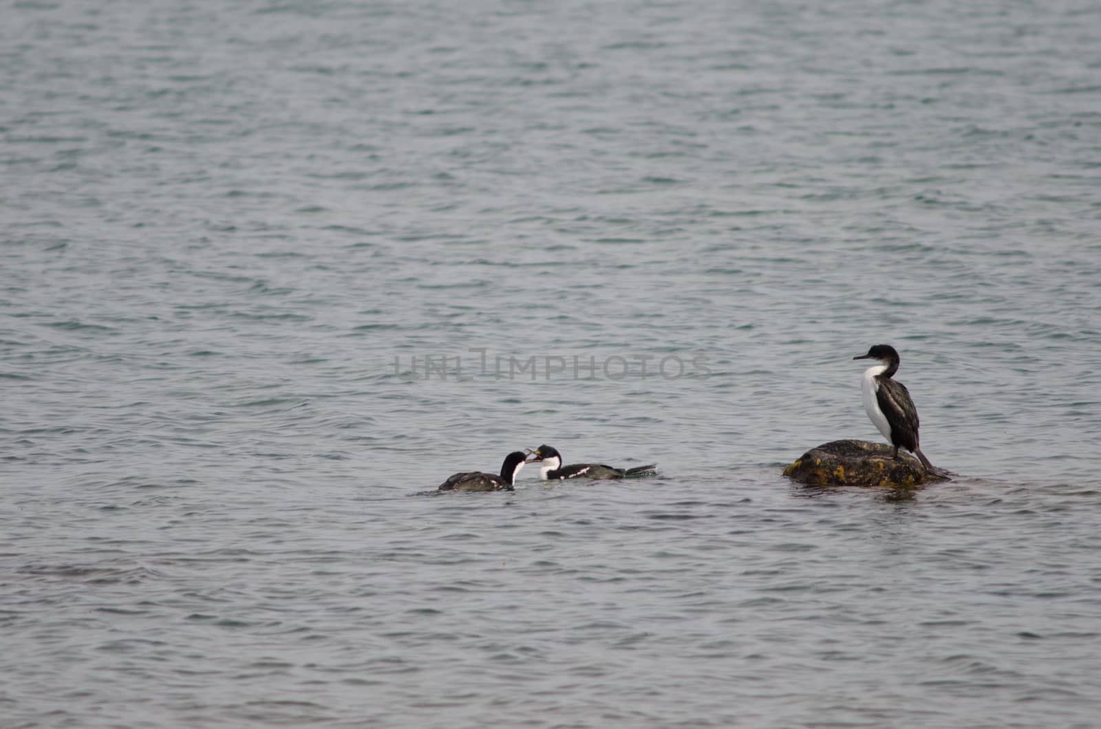 Imperial shags Leucocarbo atriceps on the sea. by VictorSuarez