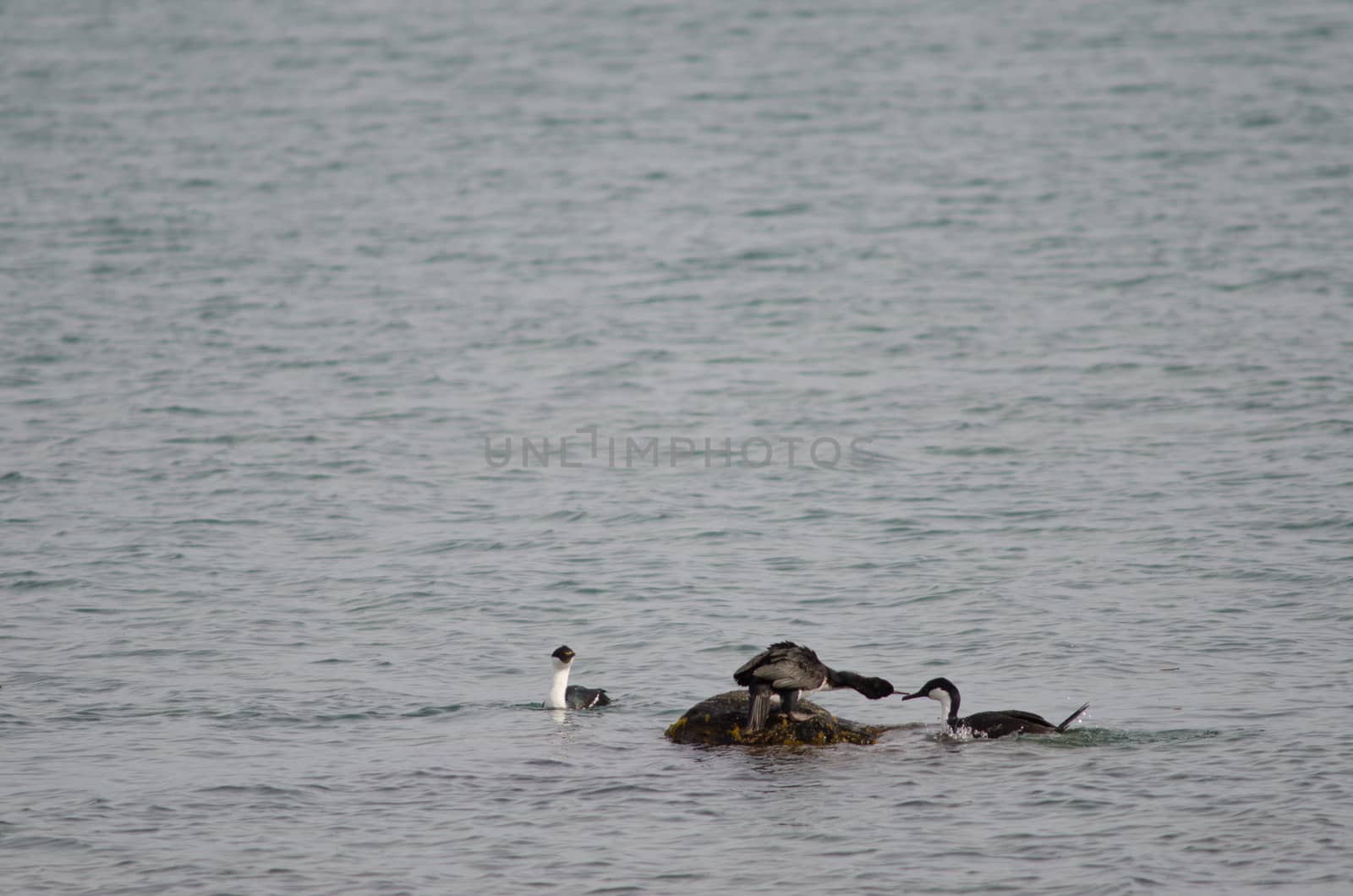 Imperial shags Leucocarbo atriceps fighting. Puerto Natales. Ultima Esperanza Province. Magallanes and Chilean Antarctic Region. Chile.