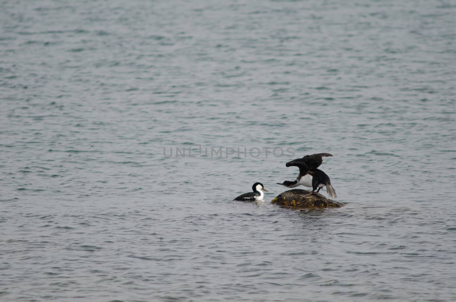 Imperial shags Leucocarbo atriceps on the sea. by VictorSuarez