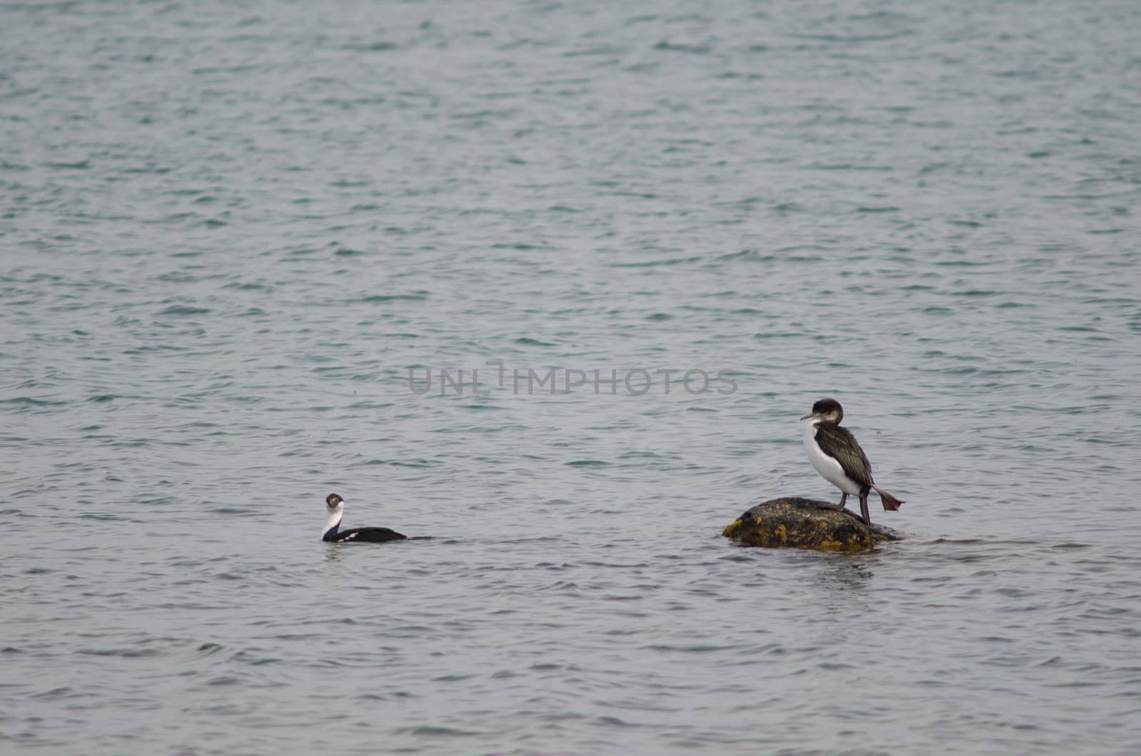 Imperial shags Leucocarbo atriceps on the sea. by VictorSuarez