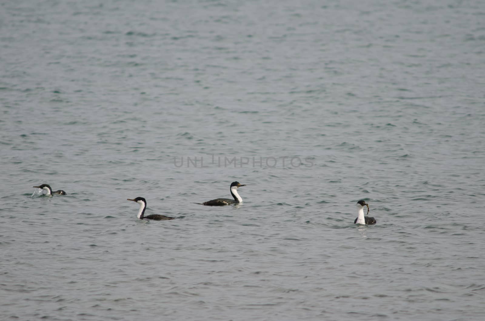 Imperial shags Leucocarbo atriceps on the sea. by VictorSuarez