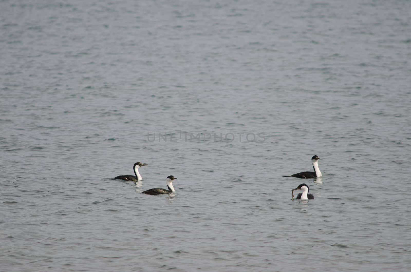 Imperial shags Leucocarbo atriceps . Puerto Natales. Ultima Esperanza Province. Magallanes and Chilean Antarctic Region. Chile.