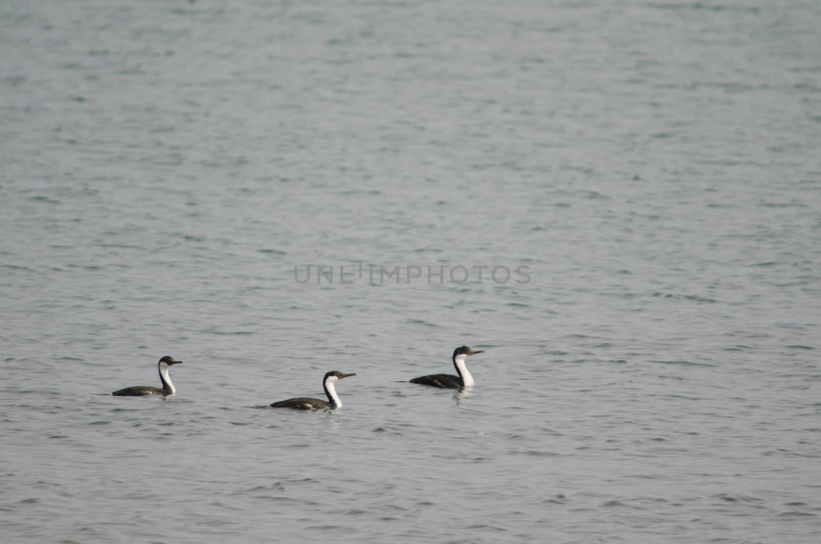 Imperial shags Leucocarbo atriceps . Puerto Natales. Ultima Esperanza Province. Magallanes and Chilean Antarctic Region. Chile.