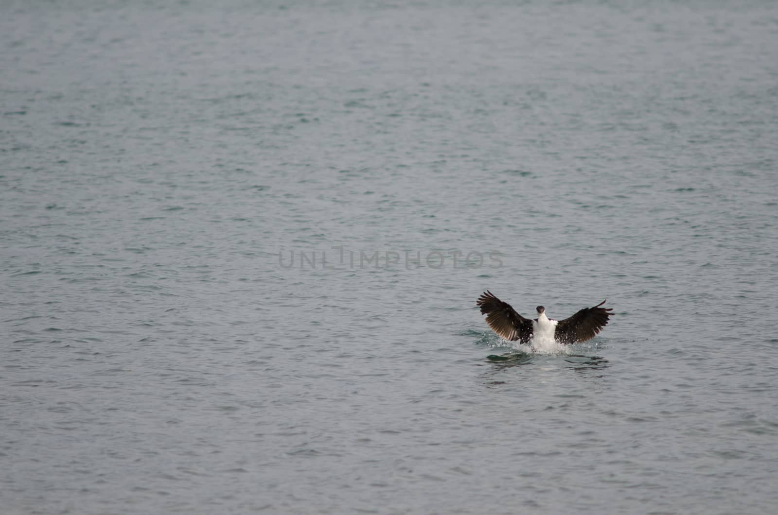 Imperial shag Leucocarbo atriceps flapping its wings. Puerto Natales. Ultima Esperanza Province. Magallanes and Chilean Antarctic Region. Chile.