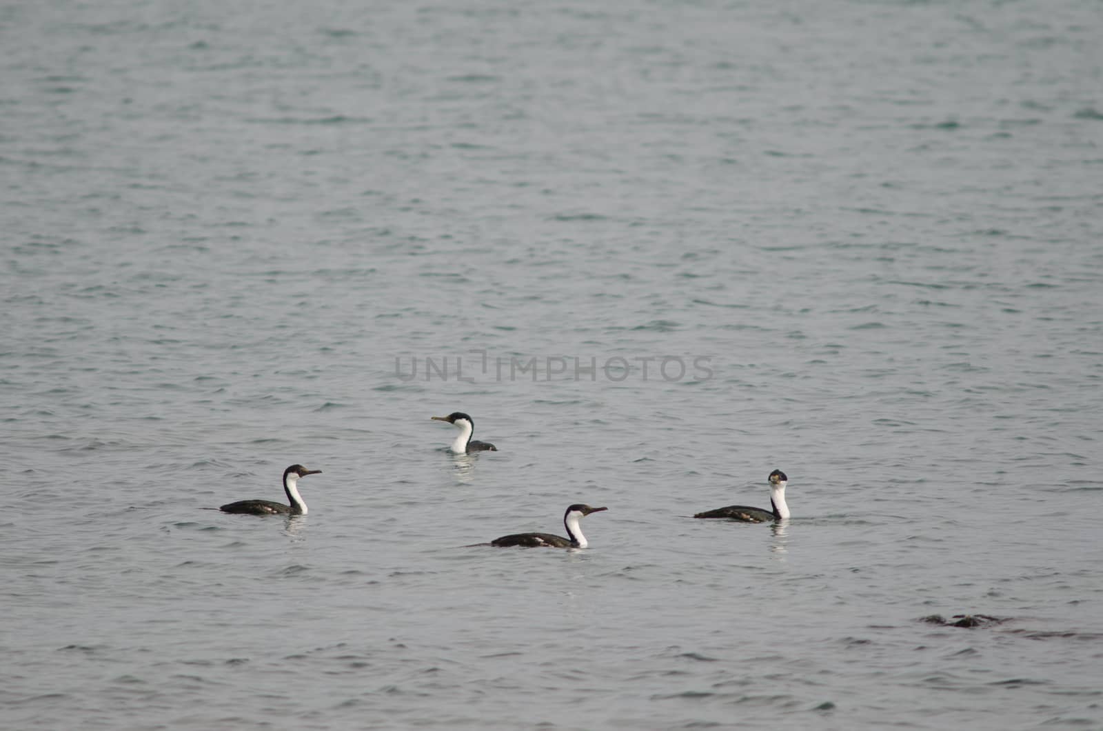 Imperial shags Leucocarbo atriceps on the sea. by VictorSuarez