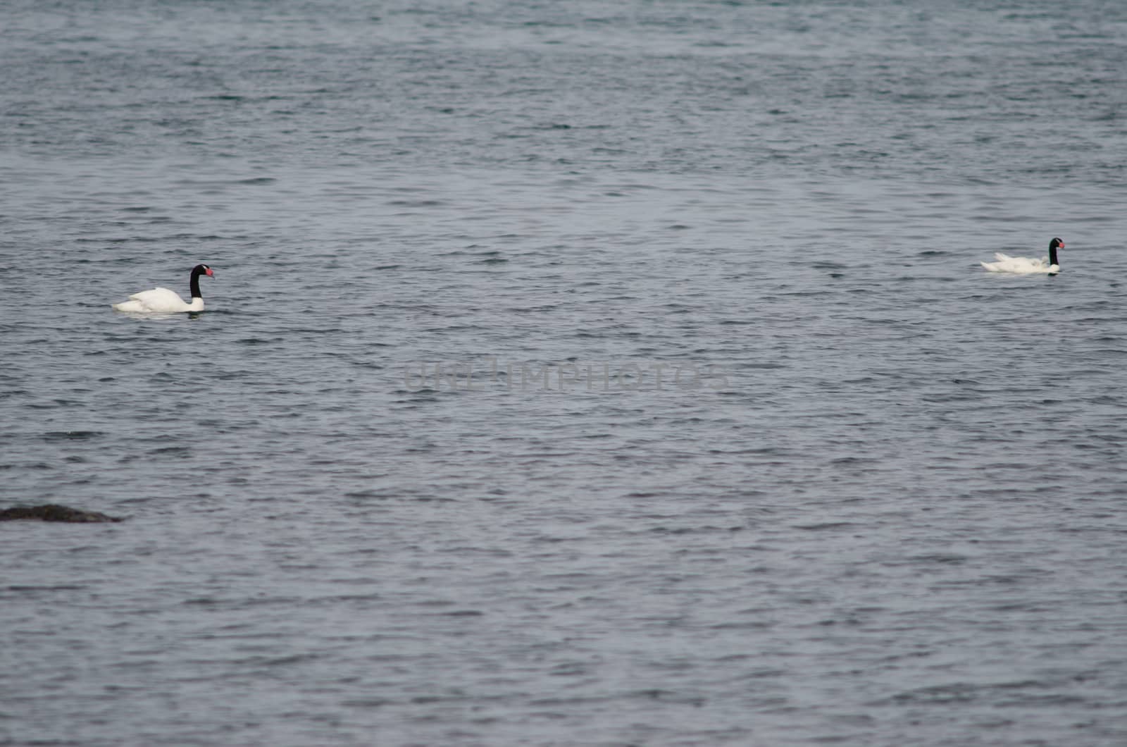 Black-necked swans Cygnus melancoryphus on the sea. Puerto Natales. Ultima Esperanza Province. Magallanes and Chilean Antarctic Region. Chile.