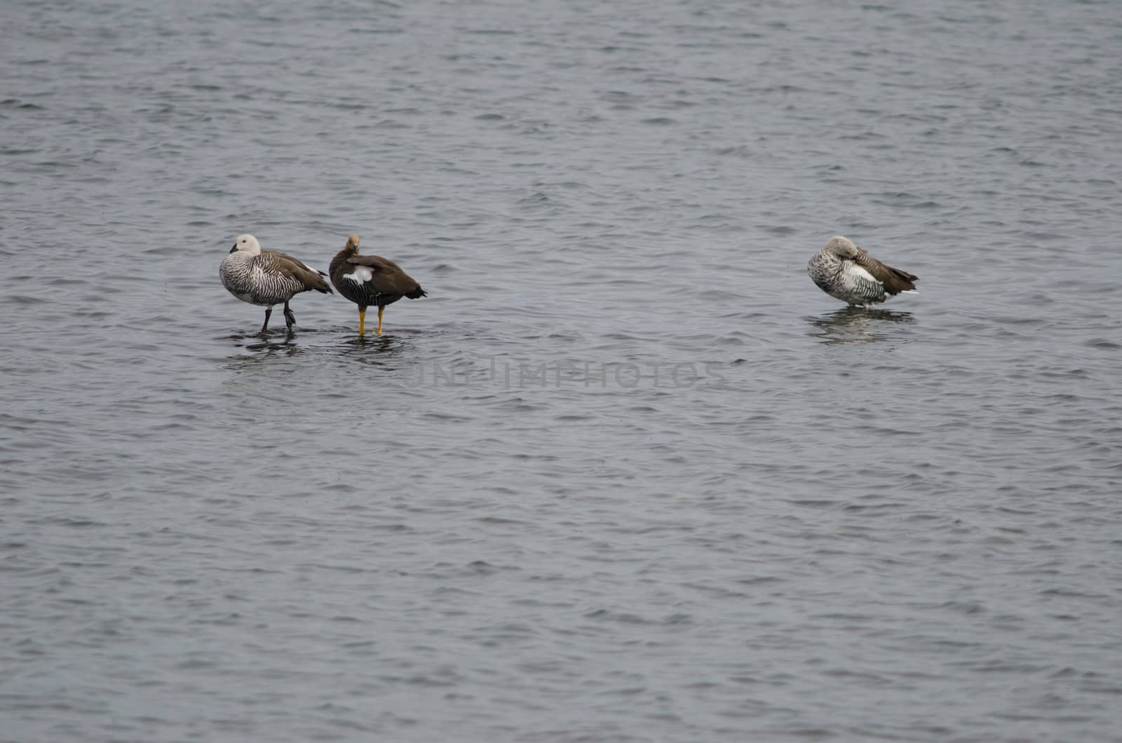 Upland geese Chloephaga picta on the sea. Female in the middle and males in the sides. Puerto Natales. Ultima Esperanza Province. Magallanes and Chilean Antarctic Region. Chile.