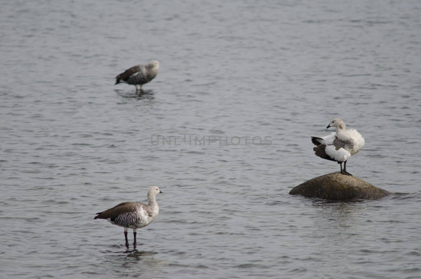 Upland geese Chloephaga picta on the sea. by VictorSuarez