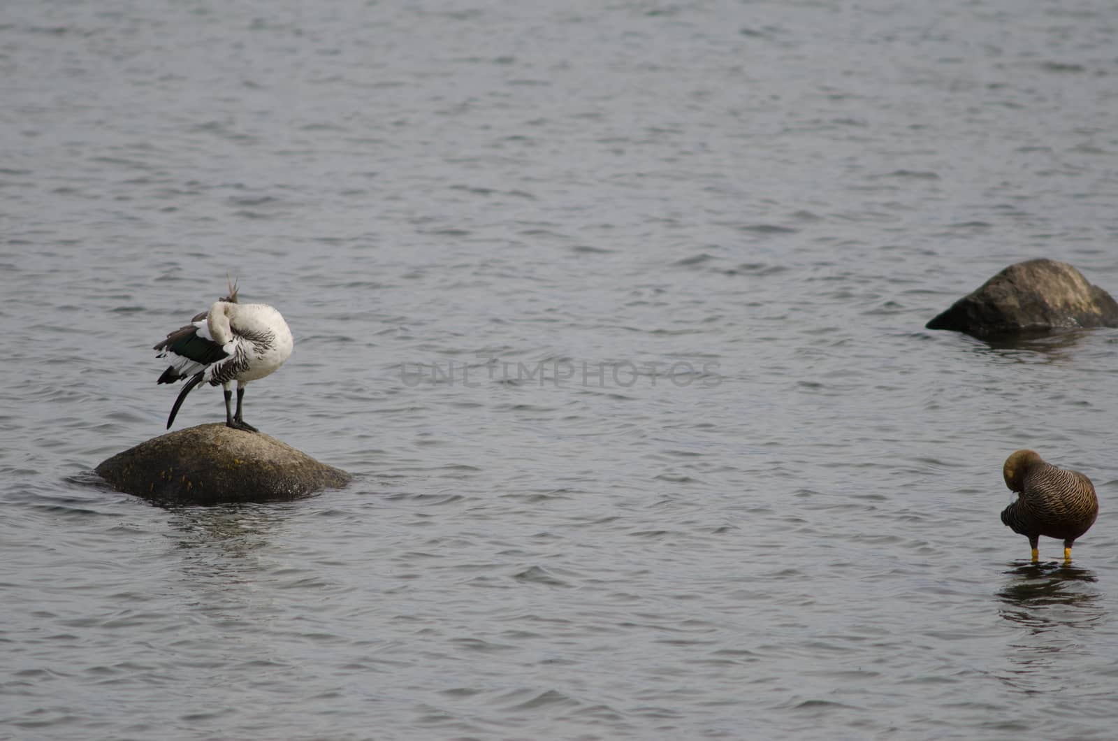 Upland geese Chloephaga picta on the sea. by VictorSuarez