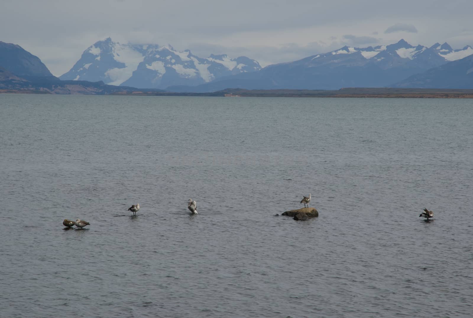 Upland geese Chloephaga picta on the sea. Puerto Natales. Ultima Esperanza Province. Magallanes and Chilean Antarctic Region. Chile.