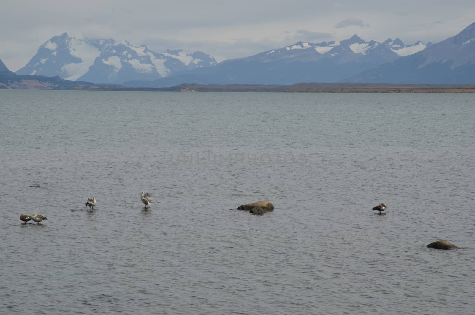 Upland geese Chloephaga picta on the sea. by VictorSuarez