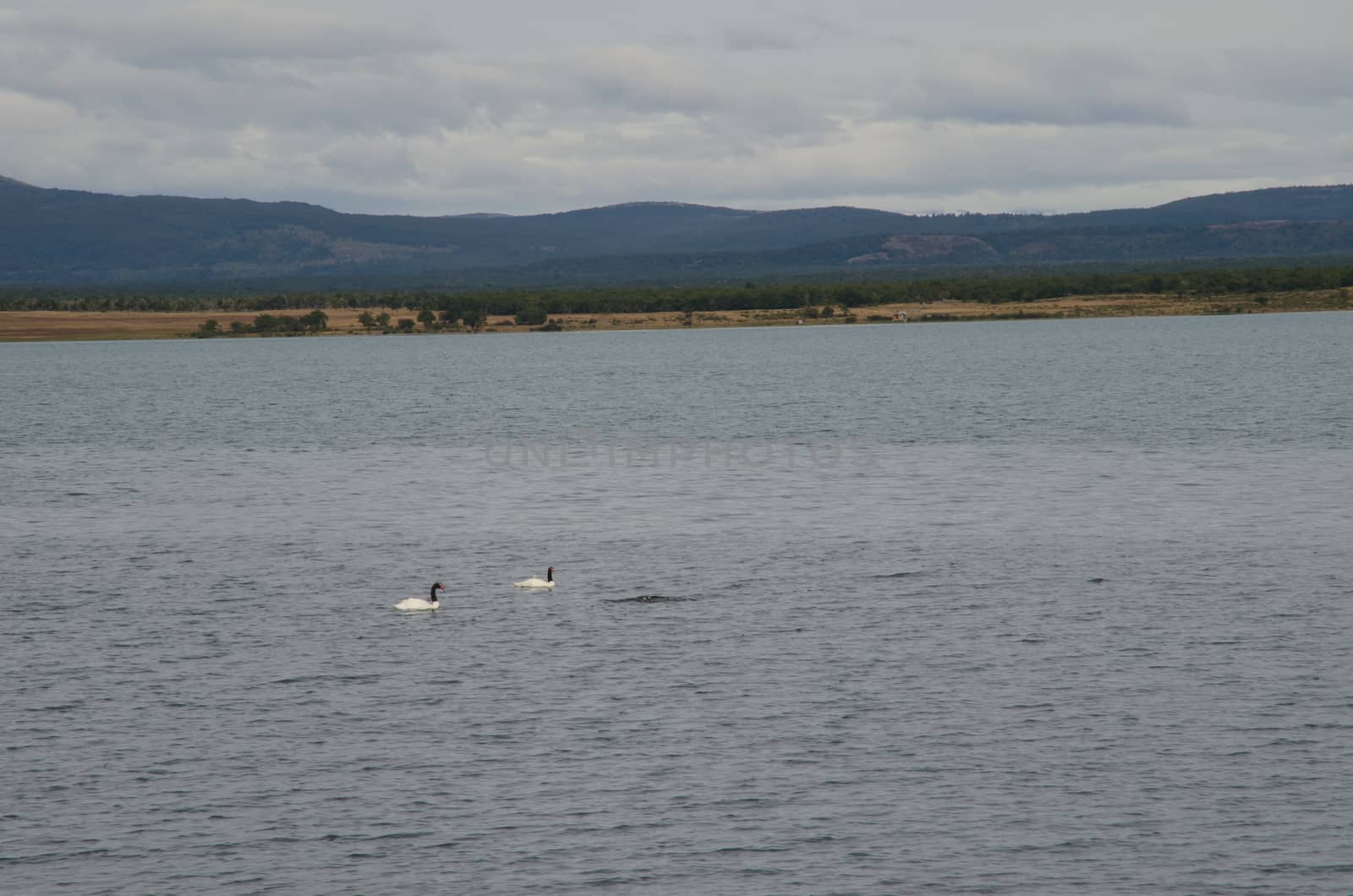 Black-necked swans Cygnus melancoryphus on the sea. Puerto Natales. Ultima Esperanza Province. Magallanes and Chilean Antarctic Region. Chile.