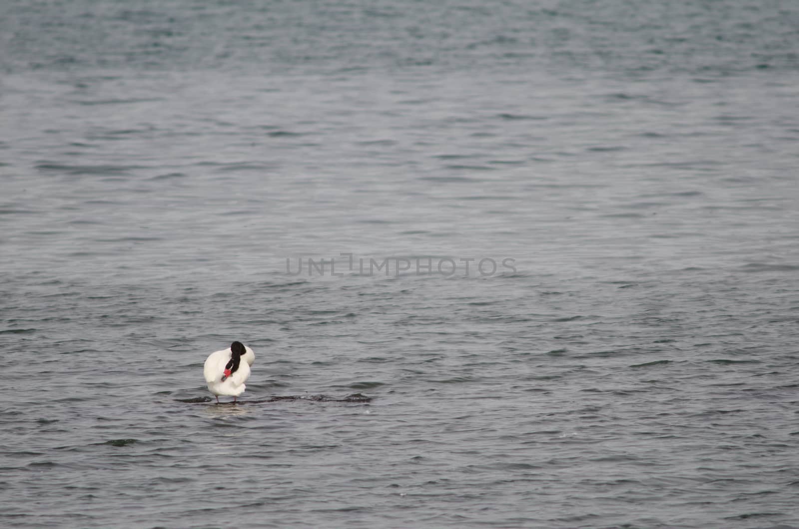 Black-necked swan Cygnus melancoryphus on the sea. by VictorSuarez