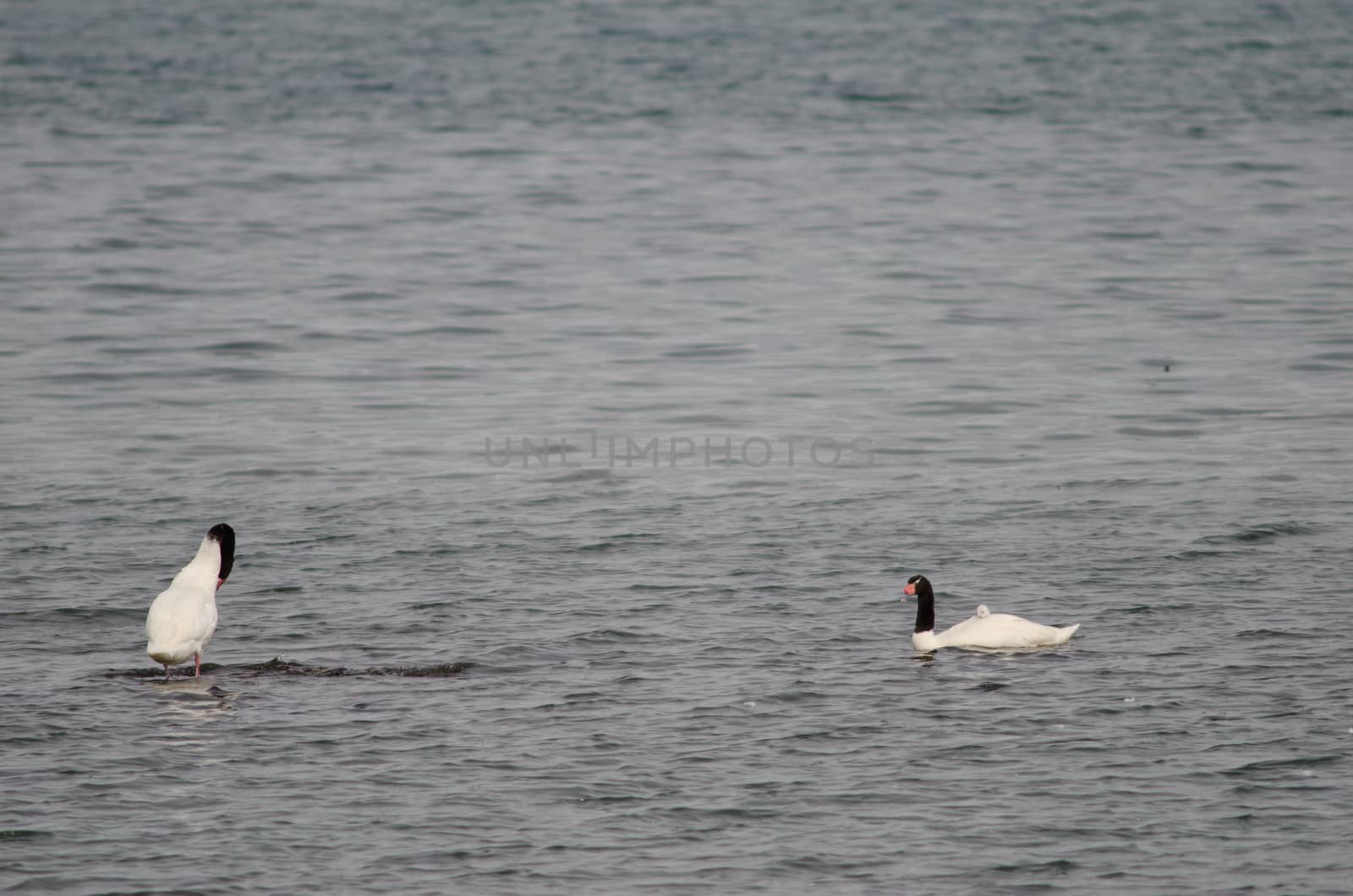 Black-necked swans Cygnus melancoryphus on the sea. by VictorSuarez