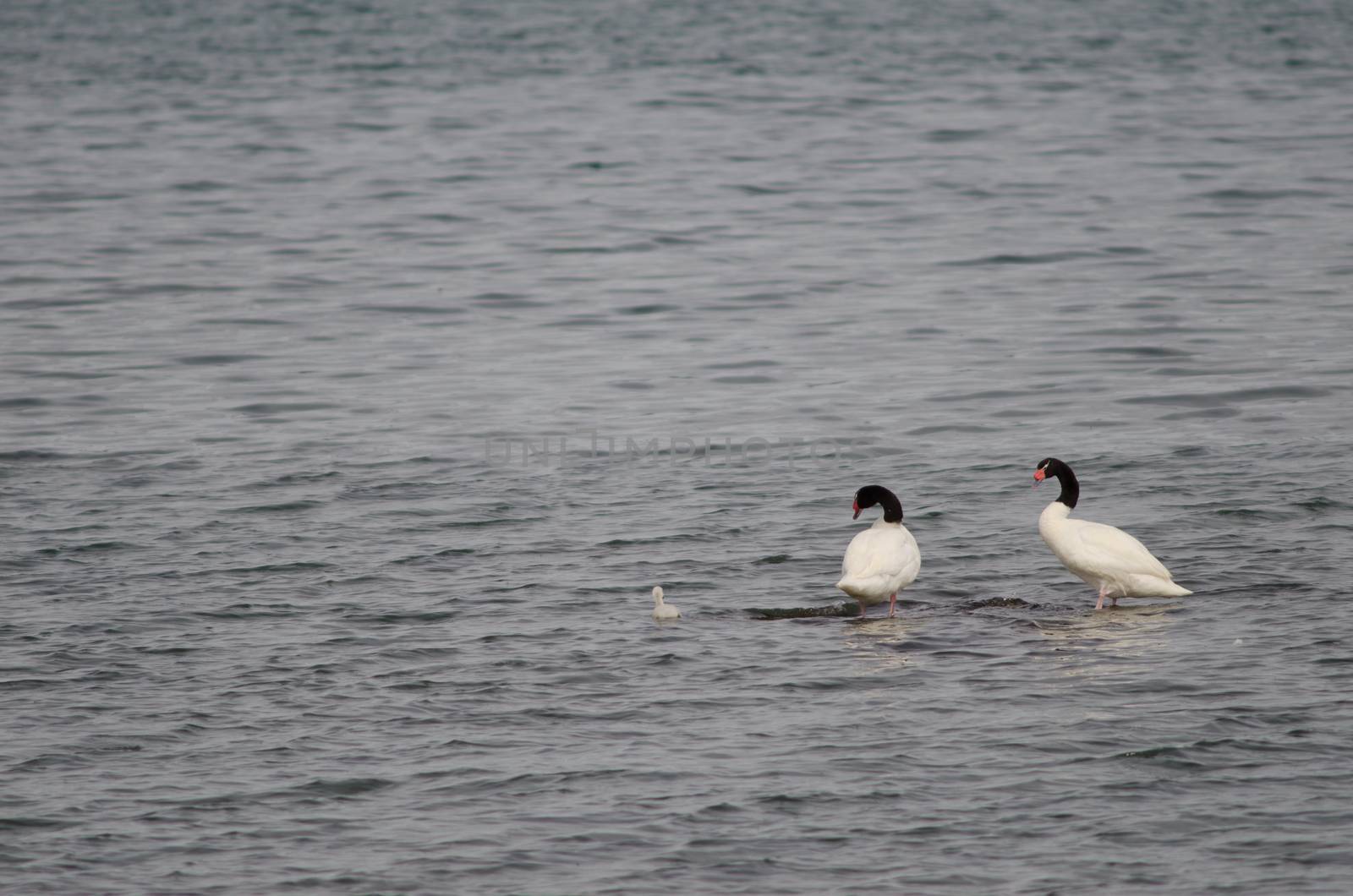 Black-necked swans Cygnus melancoryphus on the sea. by VictorSuarez