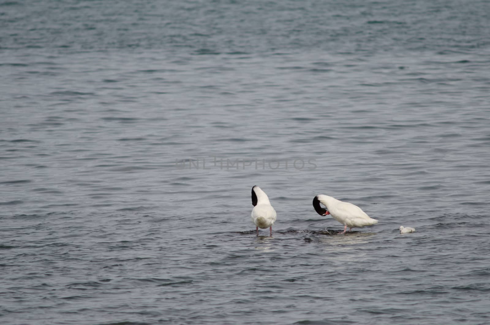 Black-necked swans Cygnus melancoryphus on the sea. by VictorSuarez