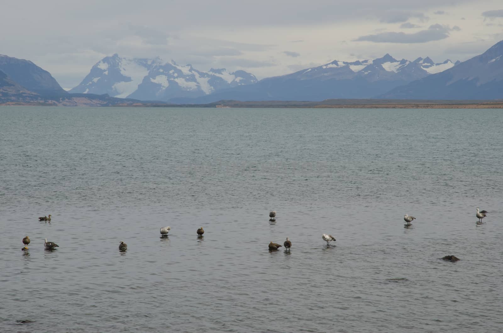 Upland geese Chloephaga picta on the sea. Puerto Natales. Ultima Esperanza Province. Magallanes and Chilean Antarctic Region. Chile.