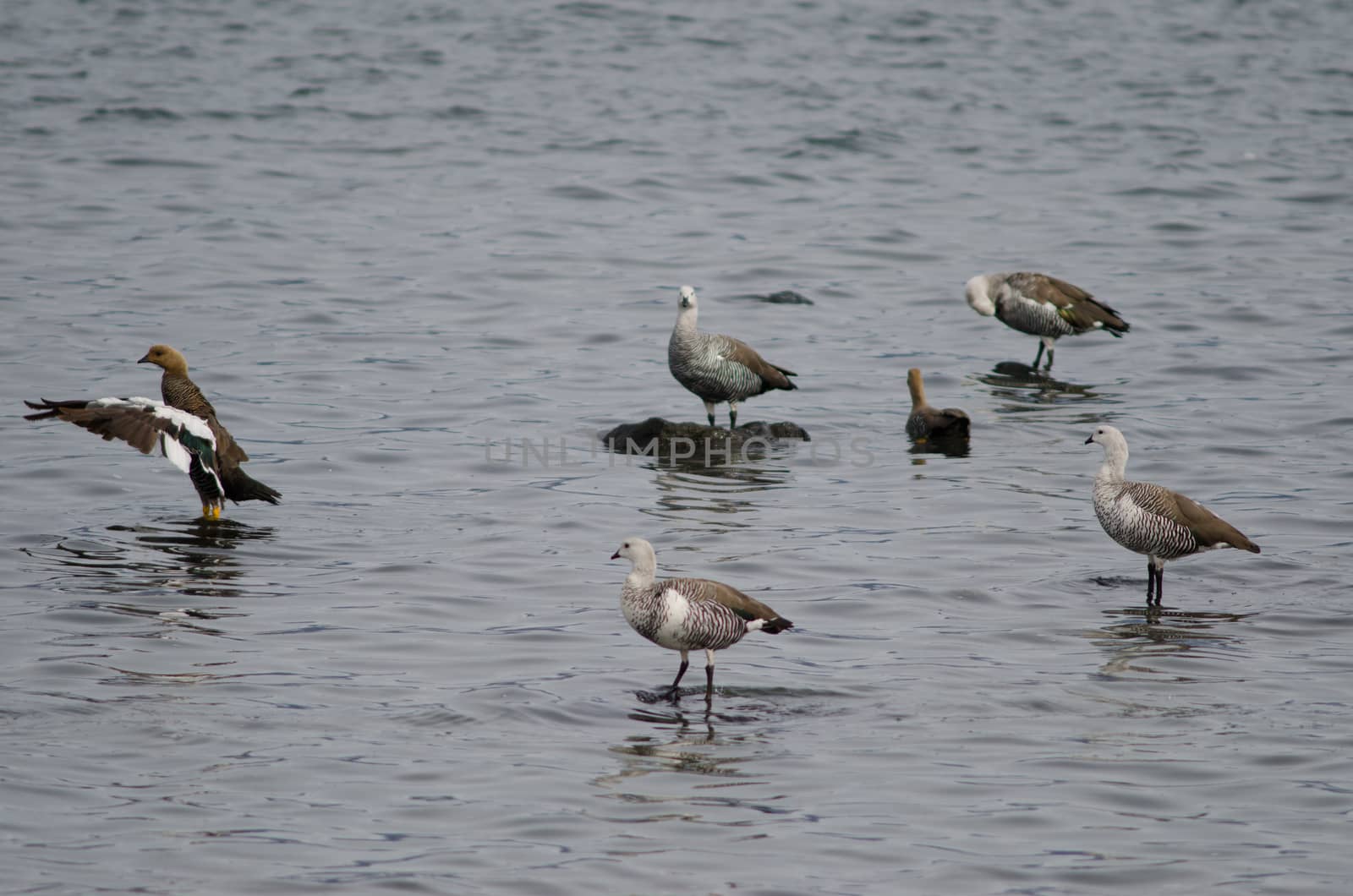 Upland geese Chloephaga picta on the sea. by VictorSuarez