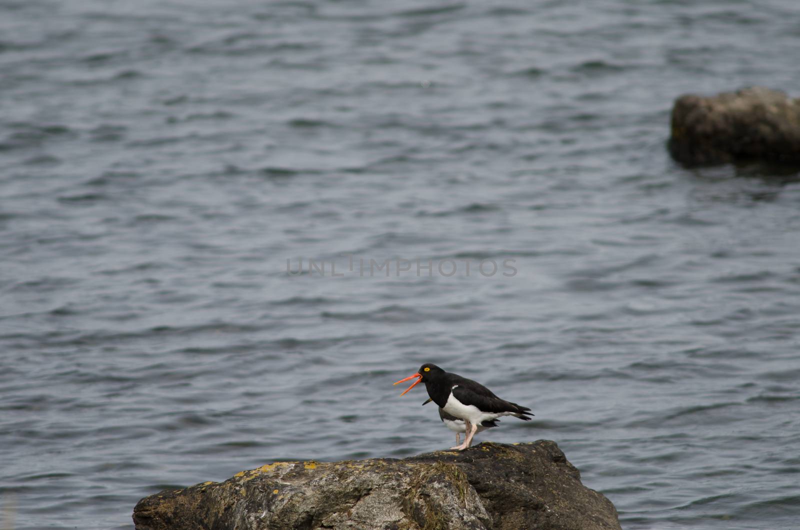 Magellanic oystercatcher Haematopus leucopodus on a rock. by VictorSuarez