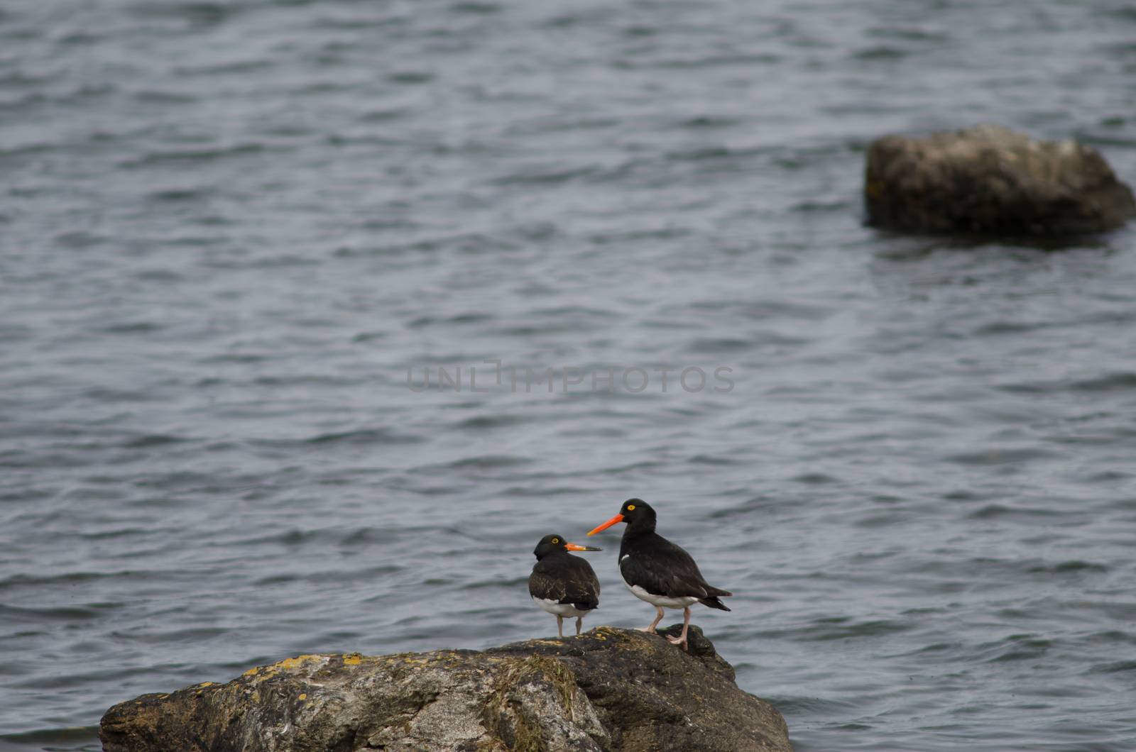 Magellanic oystercatchers Haematopus leucopodus on a rock. by VictorSuarez