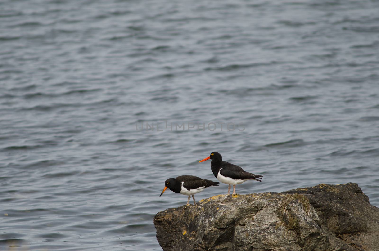 Magellanic oystercatchers Haematopus leucopodus on a rock. Adult to the right and juvenile to the left. Puerto Natales. Ultima Esperanza Province. Magallanes and Chilean Antarctic Region. Chile.