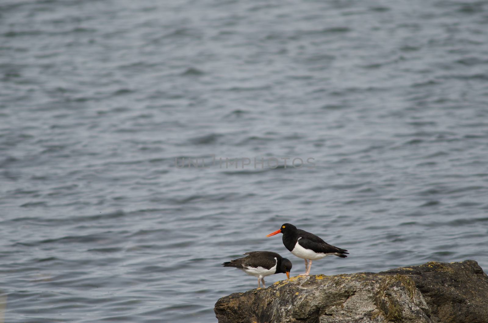 Magellanic oystercatchers Haematopus leucopodus on a rock. by VictorSuarez