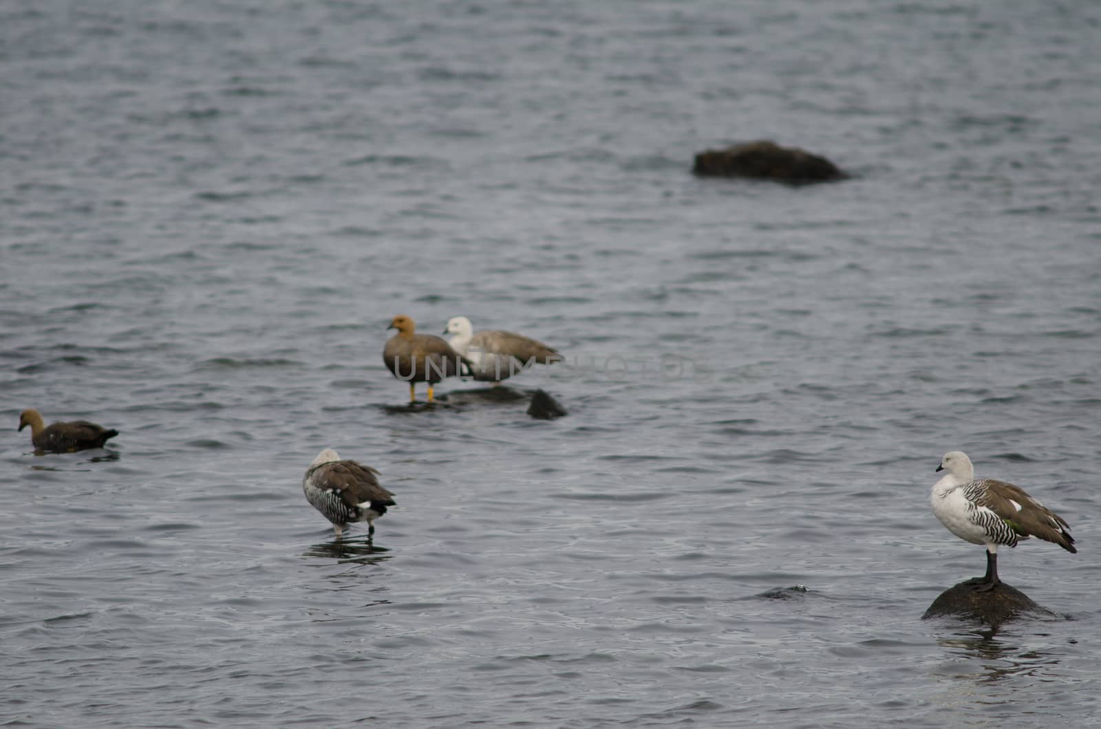 Upland geese Chloephaga picta on the sea. Puerto Natales. Ultima Esperanza Province. Magallanes and Chilean Antarctic Region. Chile.