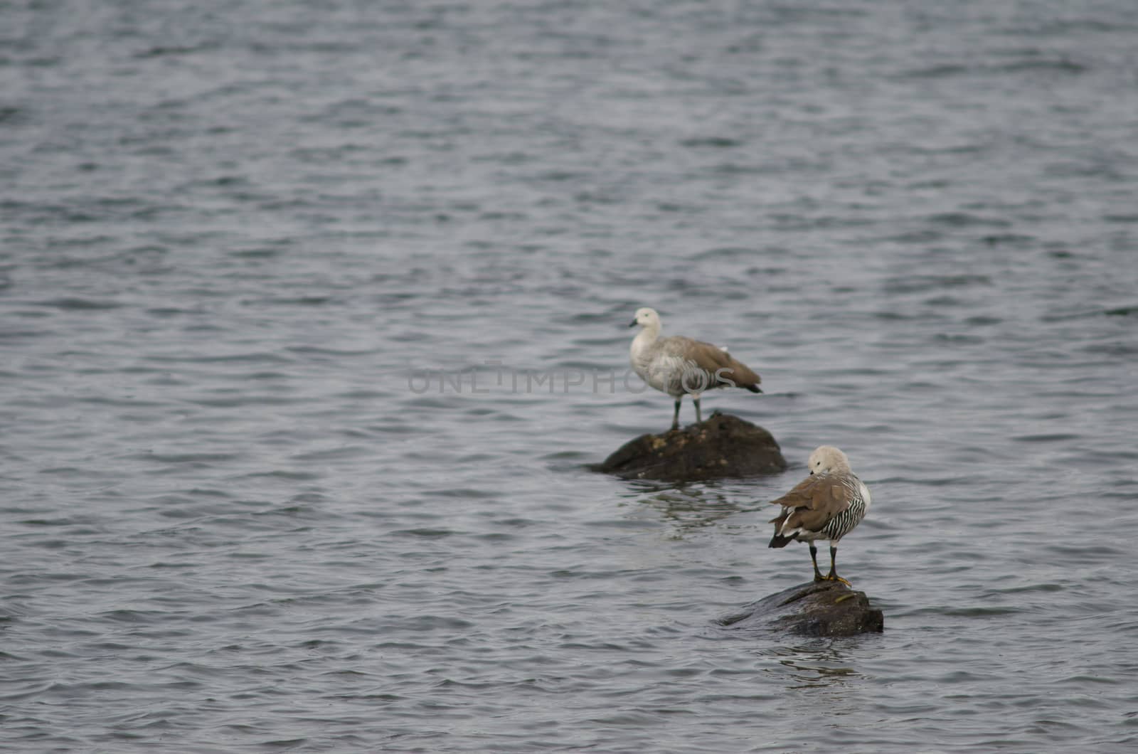 Upland geese Chloephaga picta on the sea. by VictorSuarez