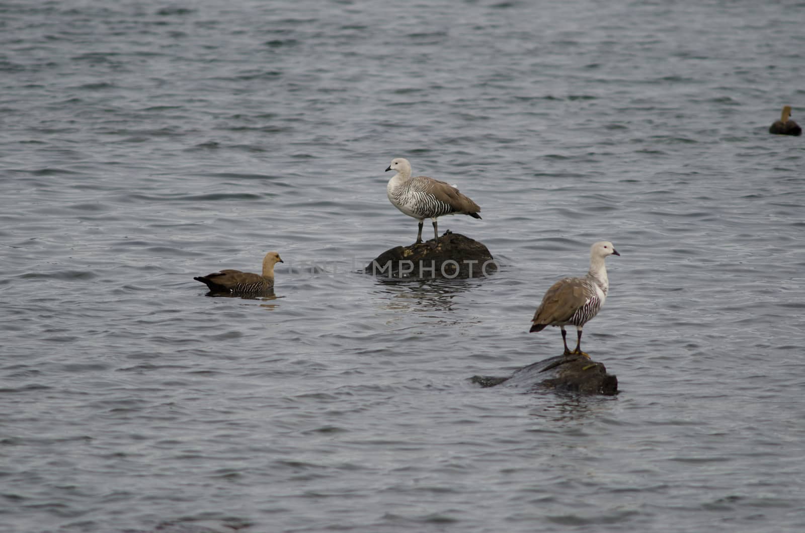 Upland geese Chloephaga picta on the sea. by VictorSuarez