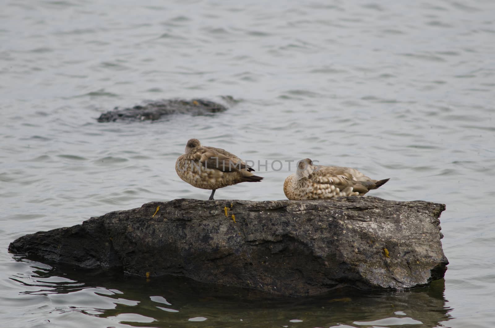 Patagonian crested duck Lophonetta specularioides specularioides resting. by VictorSuarez